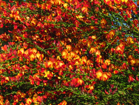Cytisus scoparius spring blooming bush with red blossomの写真素材