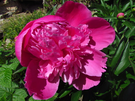 Peony, close-up of dark pink beautiful flowerの写真素材