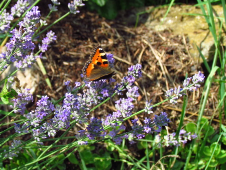 Strike of flowering lavender and butterfly Aglais urticae, named also Papilio urticaeの写真素材
