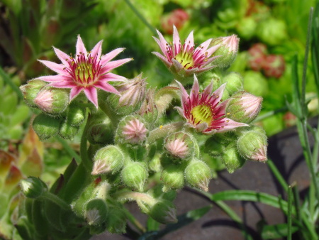 Sempervivum, pink blossom macro, detail of blooming plantの写真素材
