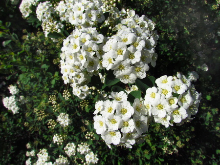 Spiraea alba, meadow-sweet, white hedge blossom closeupの写真素材