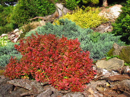 Gorgeous garden, garden still life on a slope with stones planted with various colorful trees and plants, spring season, Cytisus scoparius spring blooming bush with red blossomの写真素材