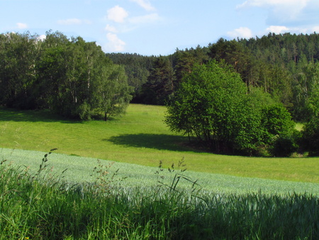 Summer rural hilly countryside with emerald green meadow, tries and clouds in the skyの写真素材