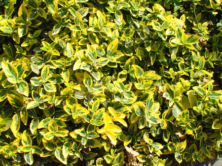 Euonymus, popural ornamental garden plant with yellow and green colored leavesの写真素材