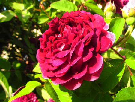 Red rose rich blossom with green leavesの写真素材