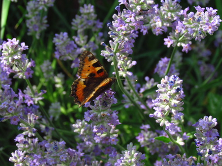 on the blooming lavender shrubs, close upの写真素材