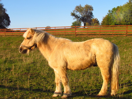 Cute beige pony with a halter grazing on an autumn meadowの写真素材