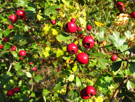 Crataegus, Hawthorn, red autumn fruits. Medicinal plantの写真素材