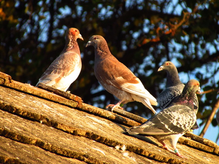 Brown pigeons group on the roof of rural house,の写真素材