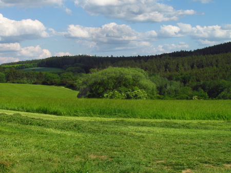 Summer rural hilly countryside with emerald green meadow, tries and clouds in the skyの写真素材