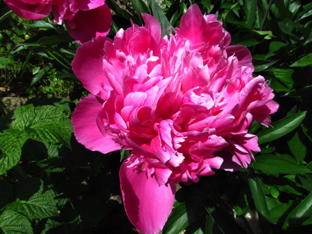 Nice peony blossom, close-up shot of dark pink petalsの写真素材