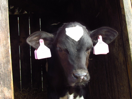 Portrait of a newborn black and white calfの写真素材