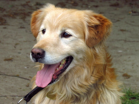 Beige dog, crossbreed of golden retriever, close-up of headの写真素材