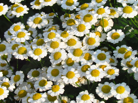 Tanacetum parthenium, also named feverfew or bachelors buttons, white blossomの写真素材