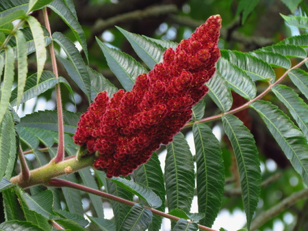 Rhus typhina, red blossom of sumac treeの写真素材
