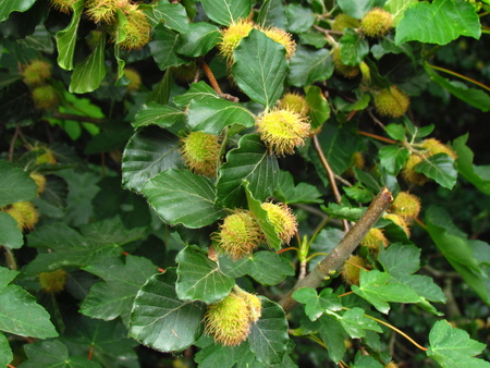 Fagus sylvatica, European beech, common beech, blossom of treeの写真素材