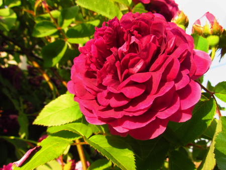 Red rose rich blossom with green leavesの写真素材