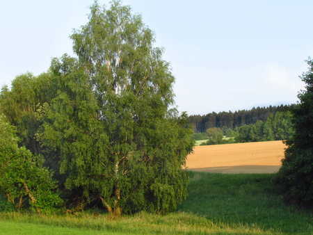 Summer landscape with birch, field and forest viewの写真素材