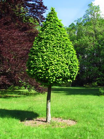 Garden still life with trimmed tree and red red mapleの写真素材