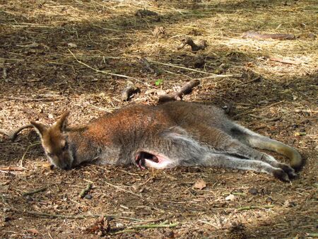 Sleeping female kangaroo with infant in the bagの写真素材