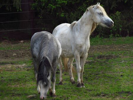 Gray pony on pasture, cute little animal on meadowの写真素材