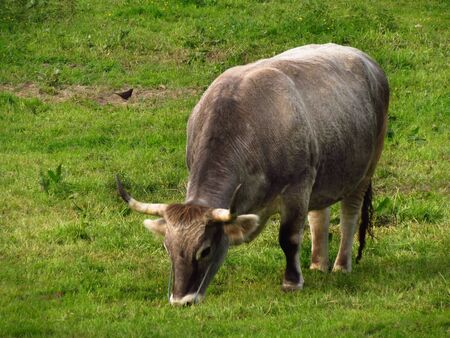 Cow on hare krishna farm, indian breed on the pastureの写真素材