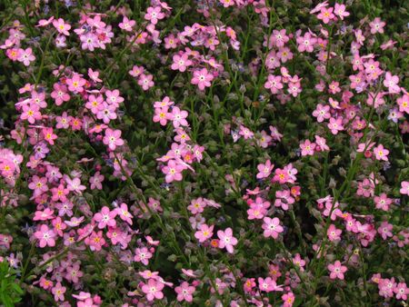 Forget-me-not, pink variety, botany name Myosotis sylvaticaの写真素材