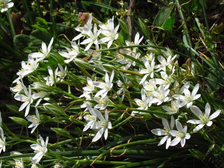 Ornithogalum umbellatum, Star-of-Bethlehem, grass lily, nap-at-noon, eleven-o'clock lady, early spring flowerの写真素材