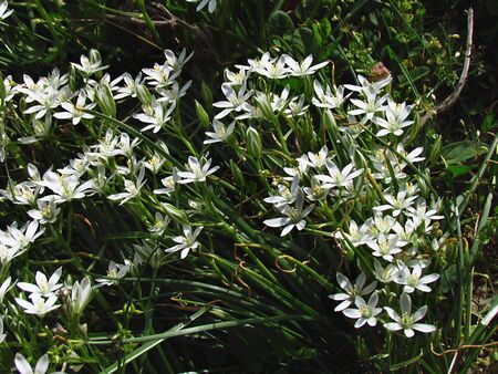 Ornithogalum umbellatum, Star-of-Bethlehem, grass lily, nap-at-noon, eleven-o'clock lady, early spring flower, bunch of white flowersの写真素材
