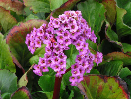 Pink garden flower Bergenia cordifolia Bergenia crassifolia, the badan, Siberian tea blooming.の写真素材