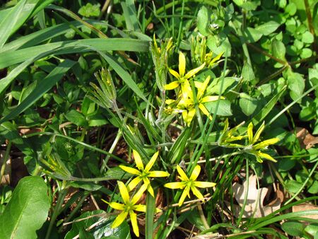 yellow star-of-Bethlehem, botany name Gagea lutea, plant of family liliaceae, yelllow spring flower, bulb-forming perennial herb with lanceolate leavesの写真素材