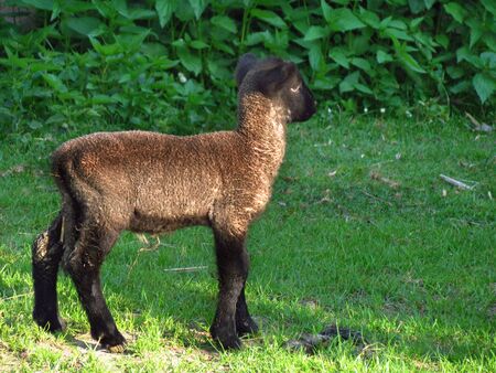 Single beautiful little dark brown lamb on green meadow, farming, sheep breeding, agricultureの写真素材
