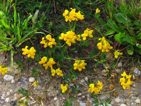 Lotus corniculatus - english birds-foot trefoil, yellow blossom in summerの写真素材