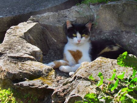 tricolor mottled cat resting on stones in garden, beautiful petの写真素材