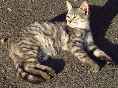 Cute tabby kitten with long shadow lying and basking on the roadの写真素材