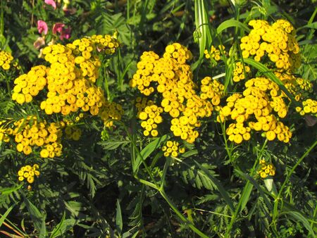 Tanacetum vulgare, other english names common tansy, bitter buttons, cow bitter, or golden buttons. Group of yellow flowering plantsの写真素材