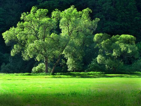 green willows on side of meadow, landscape with big trees in sharp afternoon sunshineの写真素材