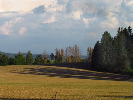 Early evening landscape with spruces affected by bark beetle, destruction caused by insectsの写真素材