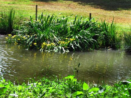 shore of pond with yellow blooming irises, calm landscape still lifeの写真素材