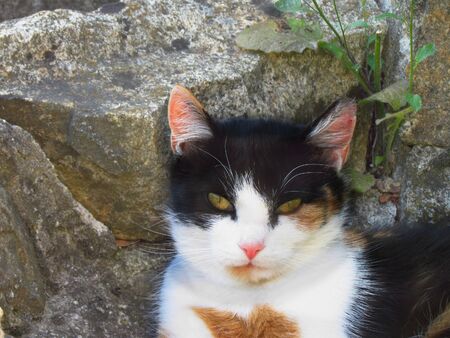 tricolor mottled cat portrait, head of beautiful animalの写真素材