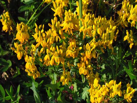 Genista tinctoria, english dyers greenweed or dyers broom, yellow blooming wild shrub, used for producing a yellow dye, wild plantの写真素材