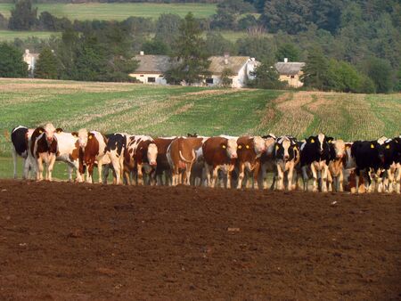 herd of cows at field edge, dairy farm, cattle breeding, grazing in the countryside, landscape in Czech Republicの写真素材