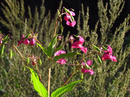 Impatiens glandulifera, the common names Policemans Helmet, Bobby Tops, Copper Tops, pink blossom of plantの写真素材