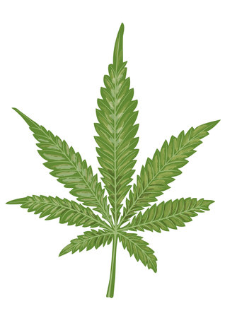 Isolated leaf of cannabis on a white background. Marijuana as a medicine. Suitable for the design of packaging for medicinal products from hemp, such as hemp ointment, hemp shampoo.の写真素材