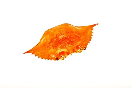 A red crab shell isolated on whiteの写真素材