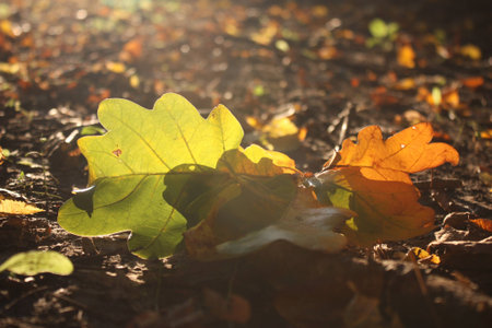 autumn leaf