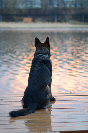 Dog on the pier watching the sunsetの写真素材