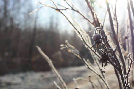 Branch of dried rose hips in the light of a frosty morningの写真素材