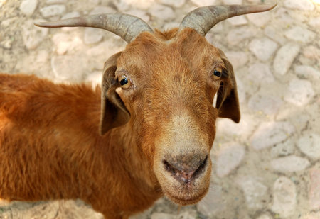 Muzzle of a goatの写真素材