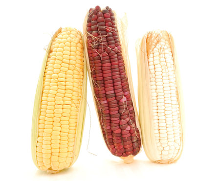 three different color corncobs isolated on whiteの写真素材